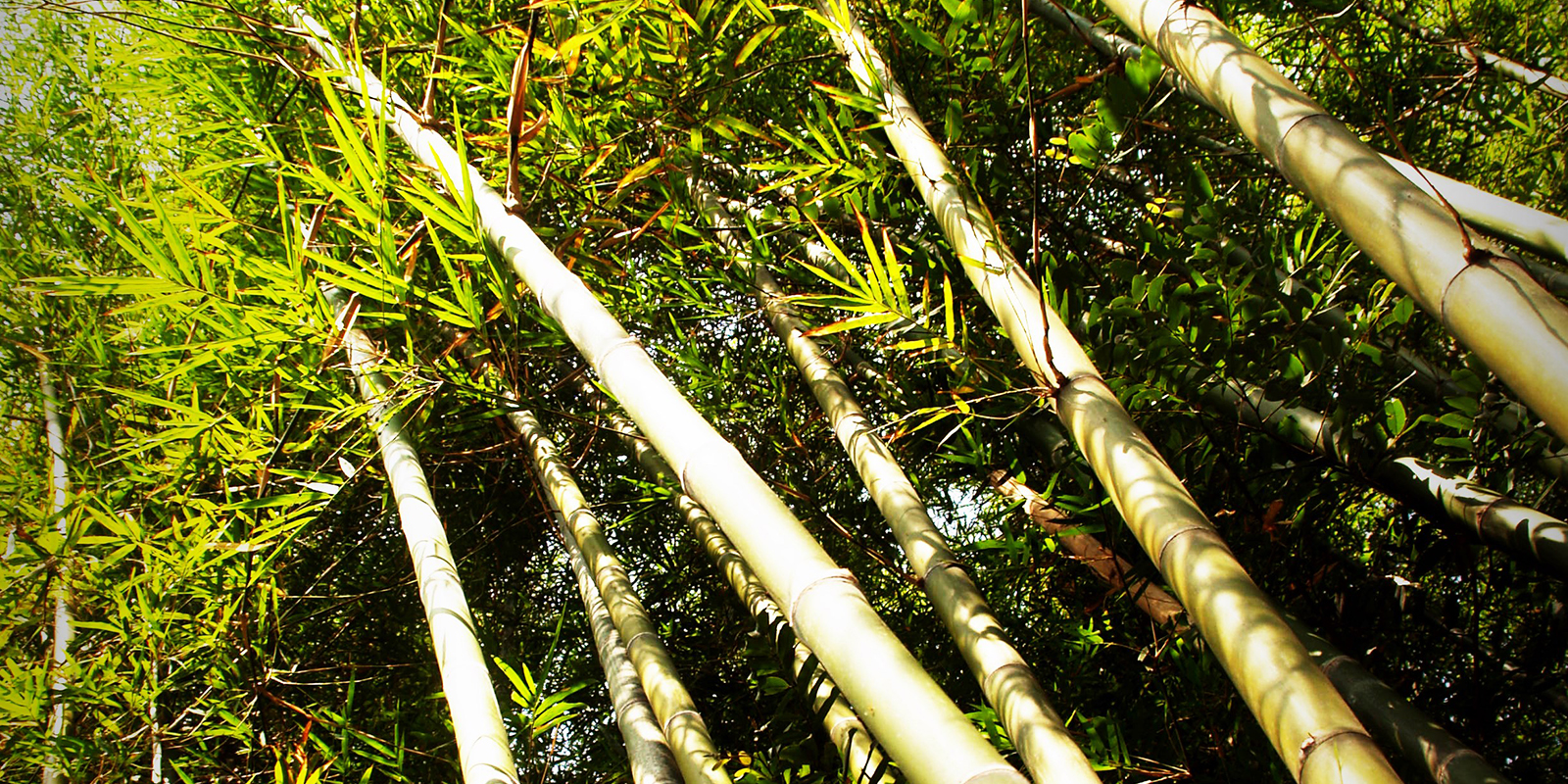 Bamboo Forest Background