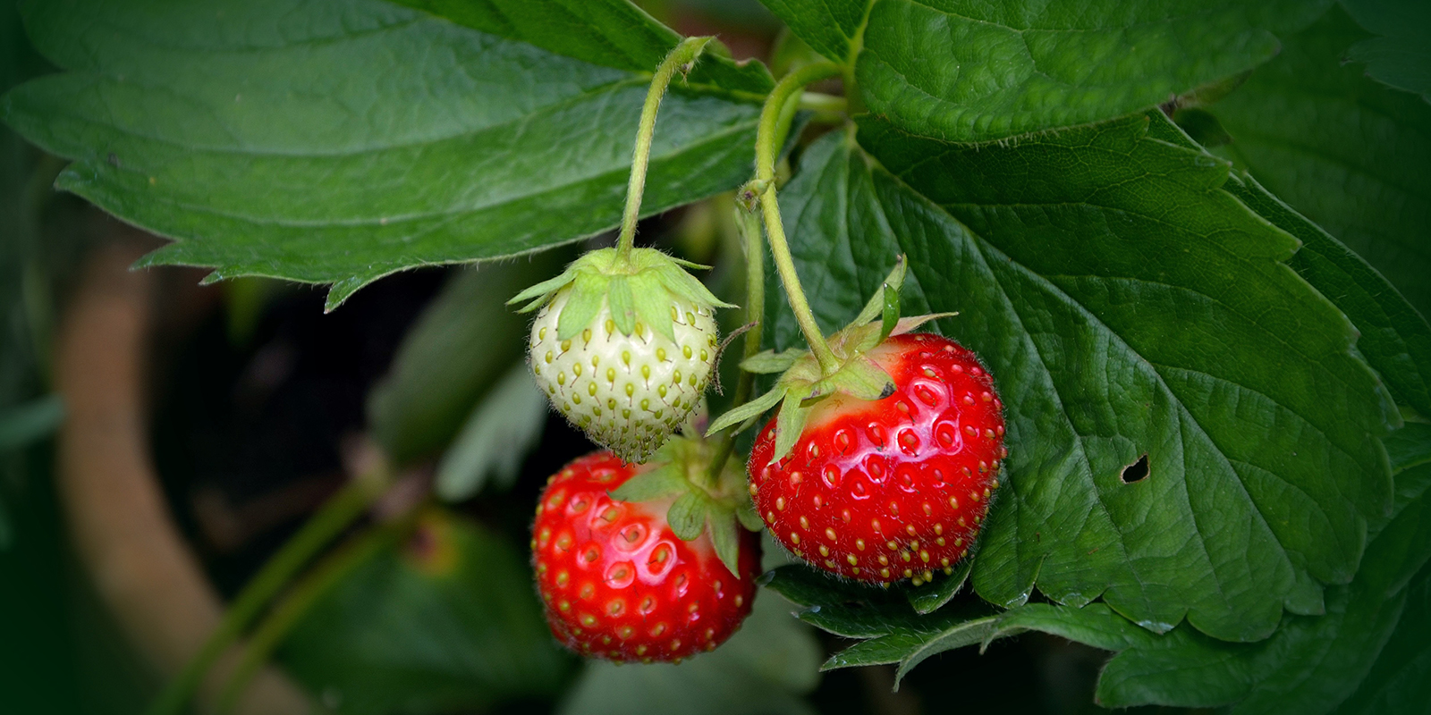 strawberry-plant-751178